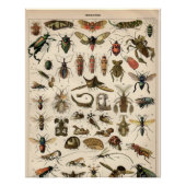 Insecten Perfect Poster (Voorkant)