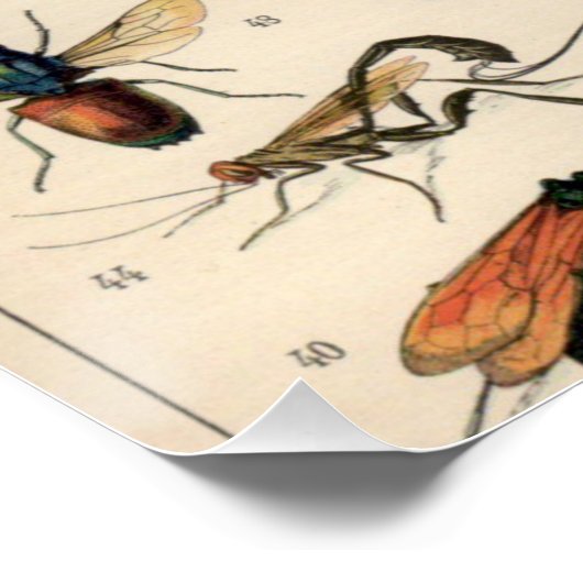 Insecten Perfect Poster (Hoek)