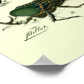 Insecten Poster (Hoek)