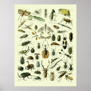 Insecten Poster