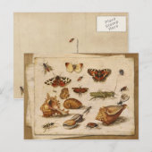 Insecten, schelpen en vlinders briefkaart (Voorkant / Achterkant)