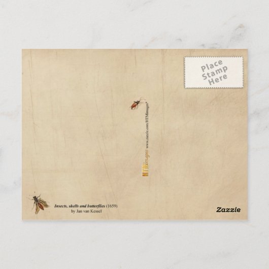 Insecten, schelpen en vlinders briefkaart (Achterkant)