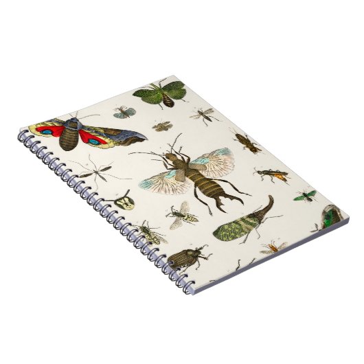 insecten uit A geschiedenis van de aarde Notitieboek (Rechterzijde)