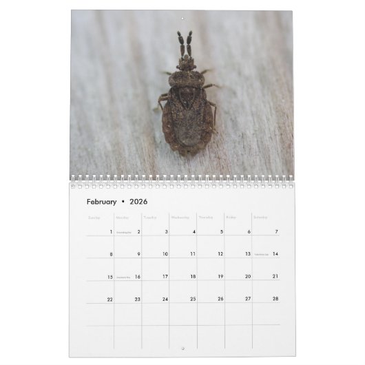 Insecten van de maandelijkse kalender (Feb 2026)