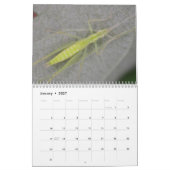 Insecten van de maandelijkse kalender (Jan 2027)