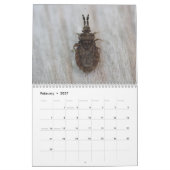 Insecten van de maandelijkse kalender (Feb 2027)