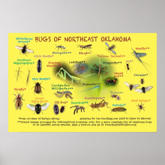insecten van het noordoostelijk deel van het Oklah Poster (Voorkant)