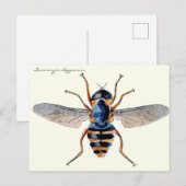  Insecten vliegen wetenschappelijke Entomologie Briefkaart (Voorkant / Achterkant)