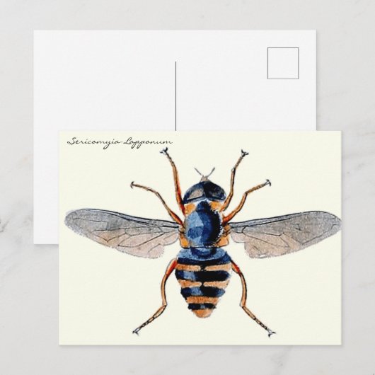  Insecten vliegen wetenschappelijke Entomologie Briefkaart (Voorkant / Achterkant)