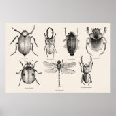 Insectendiagram II Poster (Voorkant)
