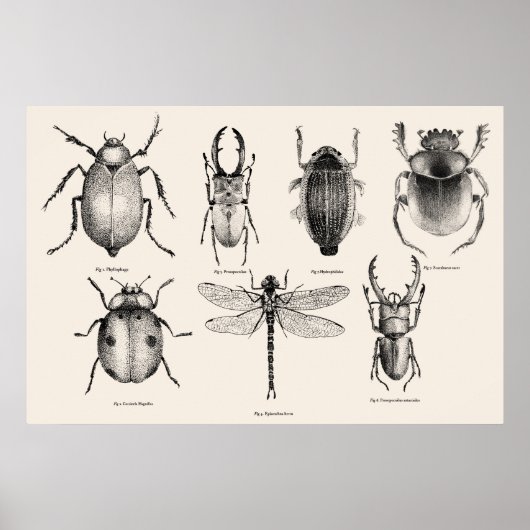 Insectendiagram II Poster (Voorkant)