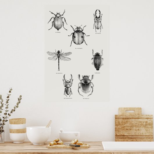 Insectendiagram Poster (Keuken)