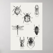Insectendiagram Poster (Voorkant)