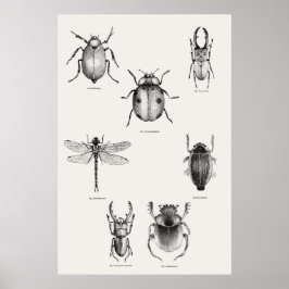 Insectendiagram Poster