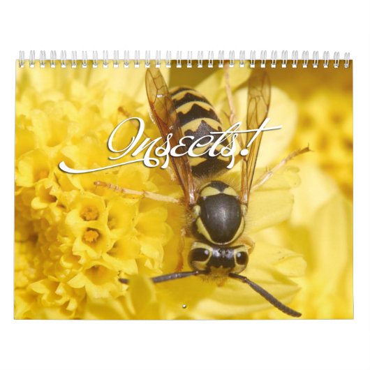 Insectenkalender 2013 kalender (Hoes)