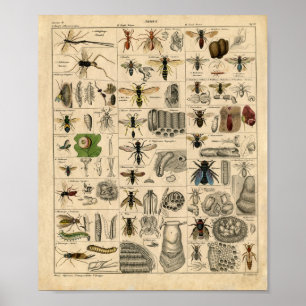 Insectiediagram Poster