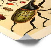 Insects Beetles Collectie Art Print (Hoek)
