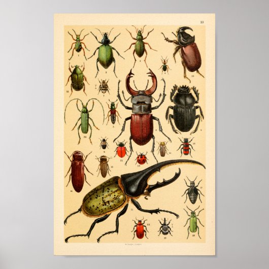 Insects Beetles Collectie Art Print (Voorkant)