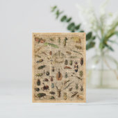 Insects Bugs Illustration Dictionary Art Briefkaart (Staand voorkant)