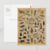 Insects Bugs Illustration Dictionary Art Briefkaart (Voorkant / Achterkant)
