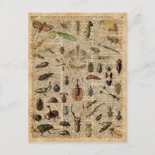 Insects Bugs  Illustration Dictionary Art Briefkaart