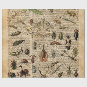 Insects Bugs Illustration Dictionary Art Cadeaupapier