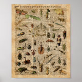 Insects Bugs  Illustration Dictionary Art Poster (Voorkant)