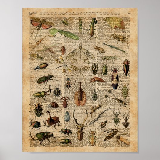 Insects Bugs  Illustration Dictionary Art Poster (Voorkant)