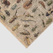 Insects Bugs Illustration Dictionary Art Tissuepapier (Detail)