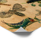 Insects & Butterfly Antiek Collectie Poster (Hoek)