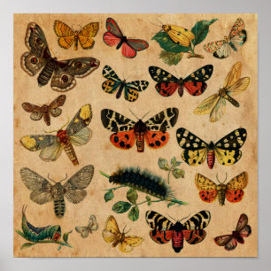Insects & Butterfly Antiek Collectie Poster