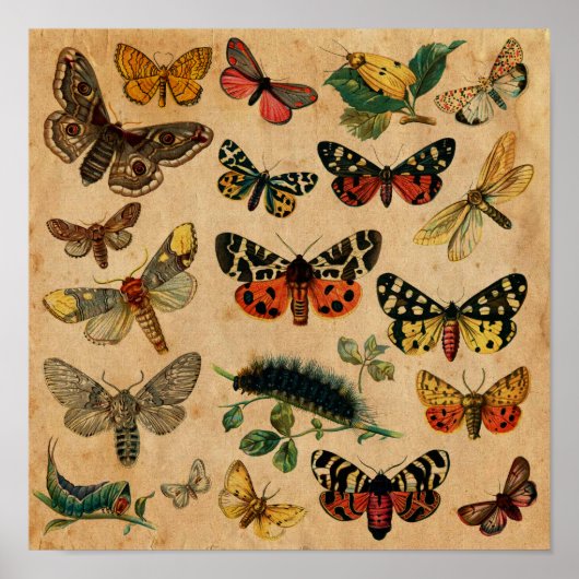 Insects & Butterfly Antiek Collectie Poster (Voorkant)