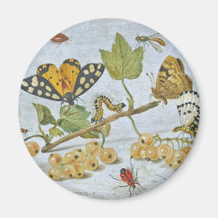 Insects Crawling Magneet