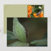 Insects Feast: Oncopeltus fasciatus/Sarcophagidae (Voorkant / Achterkant)