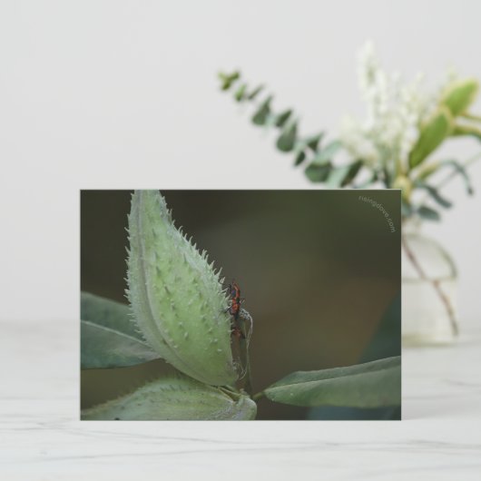 Insects Feast: Oncopeltus fasciatus/Sarcophagidae (Staand voorkant)