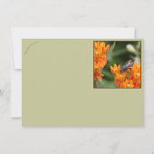 Insects Feast: Oncopeltus fasciatus/Sarcophagidae (Achterkant)