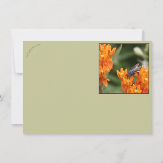 Insects Feast: Oncopeltus fasciatus/Sarcophagidae (Achterkant)