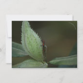 Insects Feast: Oncopeltus fasciatus/Sarcophagidae (Voorkant)