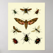Insects-Print van 9 insecten Poster (Voorkant)