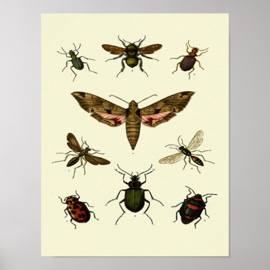 Insects-Print van 9  insecten Poster (Voorkant)