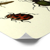 Insects-Print van 9  insecten Poster (Hoek)