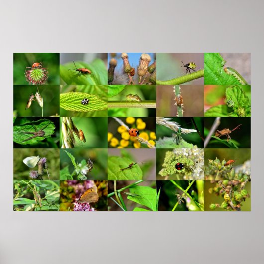 Insekten - Collage Poster (Voorkant)