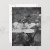 insektschwarzweiß briefkaart (Voorkant / Achterkant)