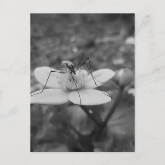 insektschwarzweiß briefkaart