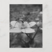 insektschwarzweiß briefkaart (Voorkant)