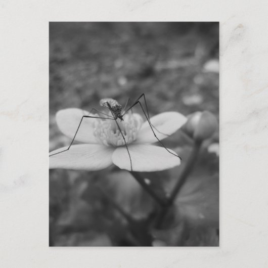 insektschwarzweiß briefkaart (Voorkant)