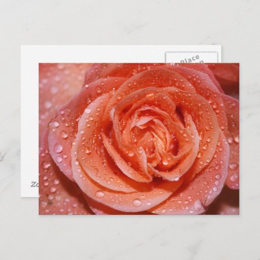 Inside a Rose Briefkaart (Voorkant / Achterkant)