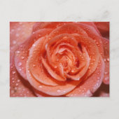 Inside a Rose Briefkaart (Voorkant)