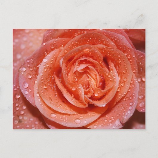 Inside a Rose Briefkaart (Voorkant)