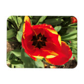 Inside Banja Luka Tulip, Oregon Magneet (Horizontaal)